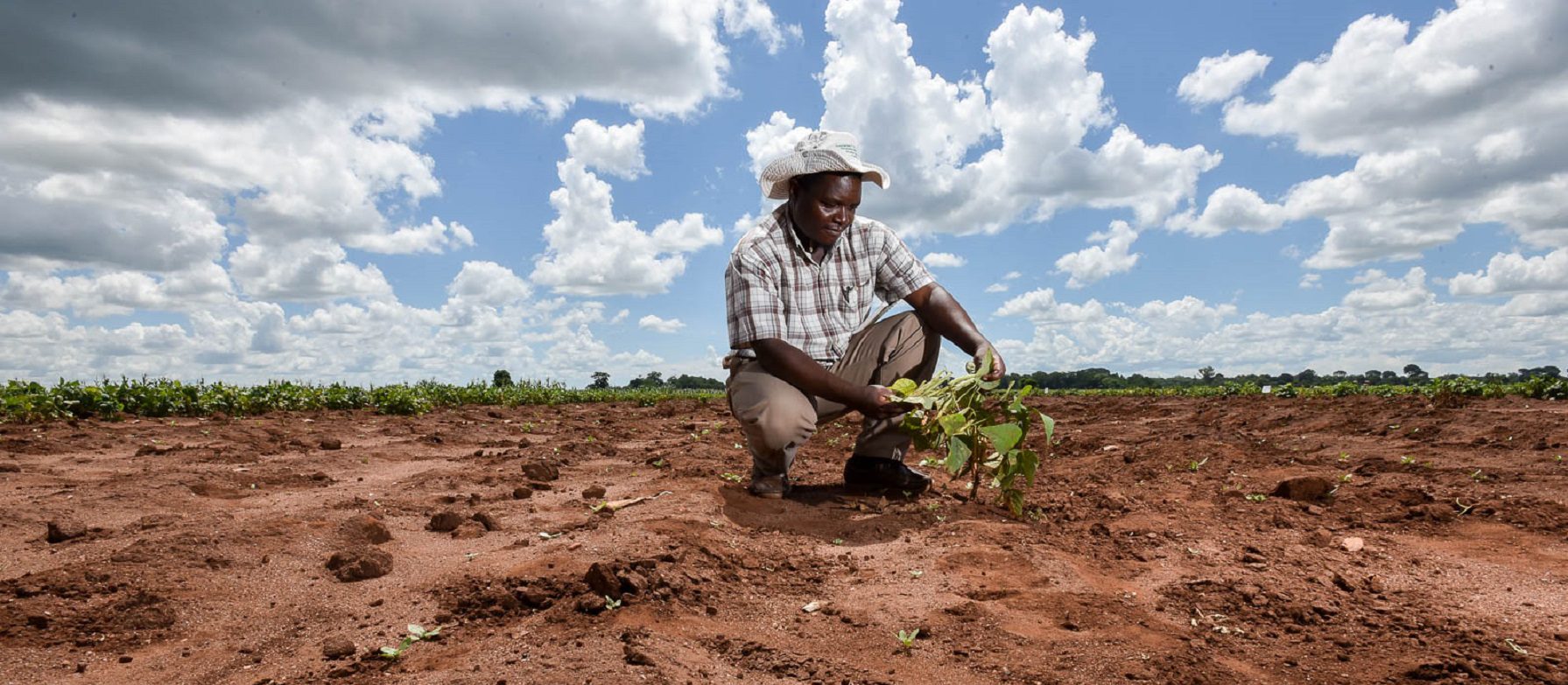 Adaptation of the African agriculture to climate change