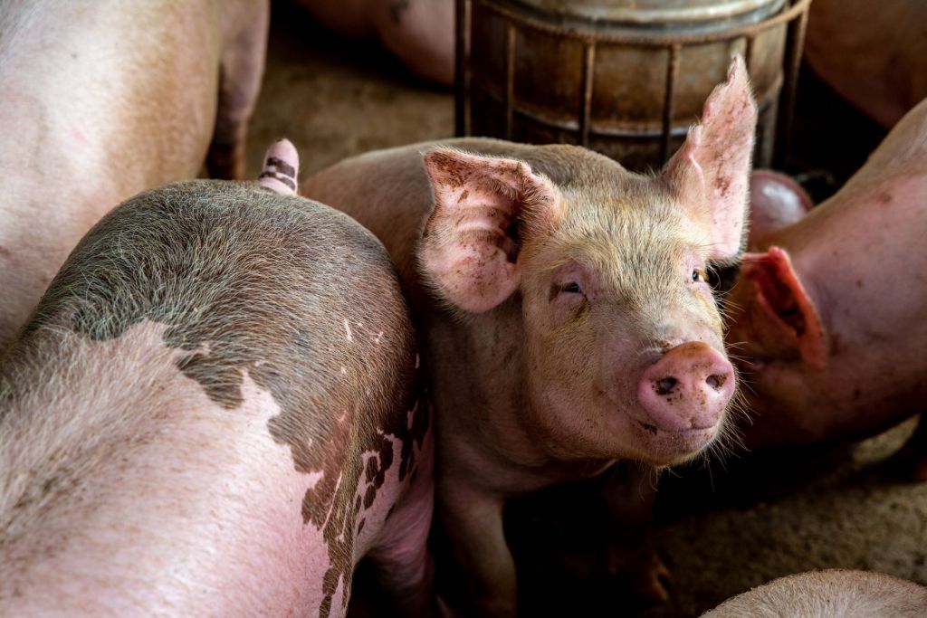 African swine fever threatens production systems